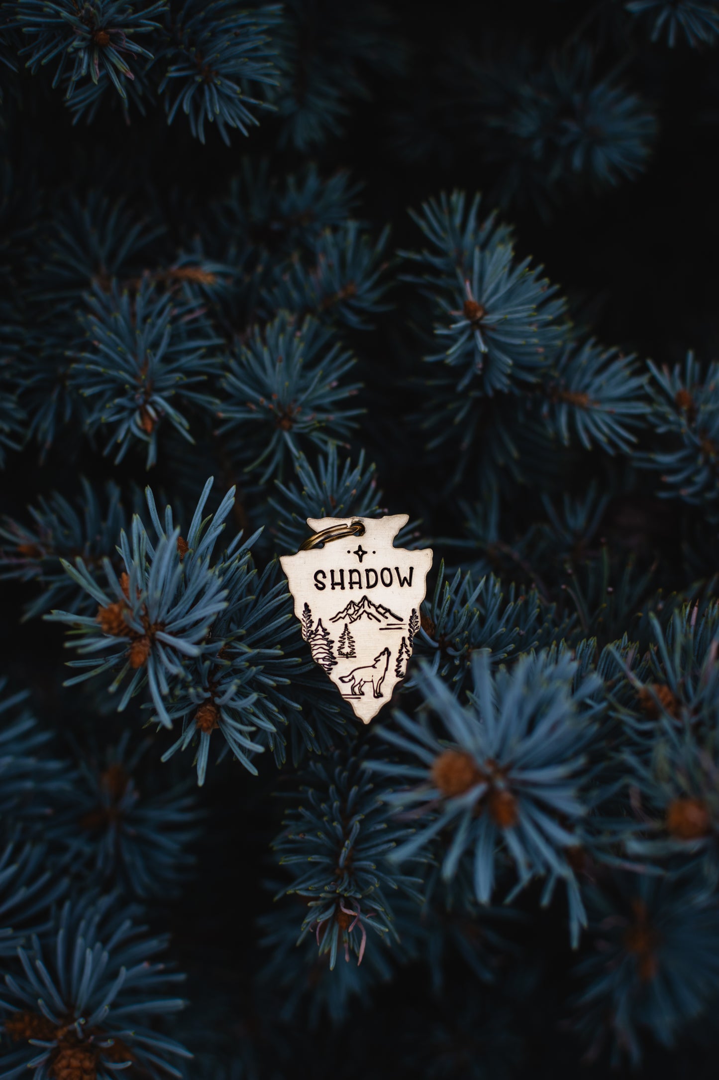 Echo of the Pines