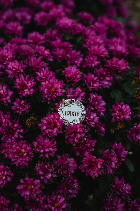 Daisies All Around